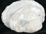 Crystal Filled Fossil Clam - Rucks Pit, FL #7860-1